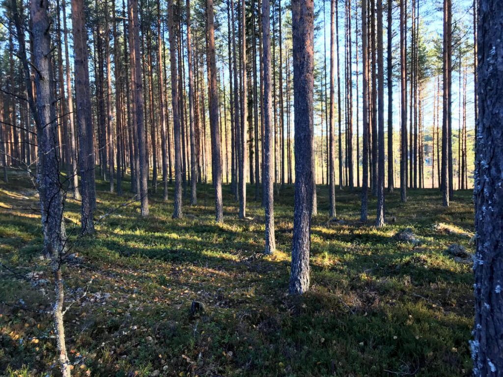 Ark-byroo-arkeologia-laukaan-vankila-2